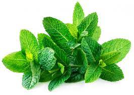 Numerous Health Advantages of Mint Leaves